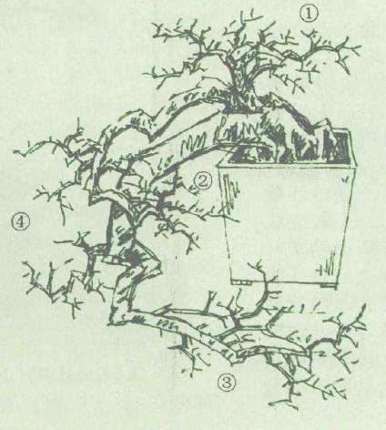 图解 双干悬崖盆景怎么造型的6个步骤