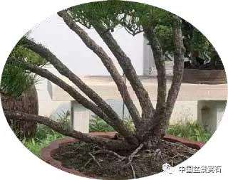 观盆景大师王如生的黑松《踏歌寻友》有感