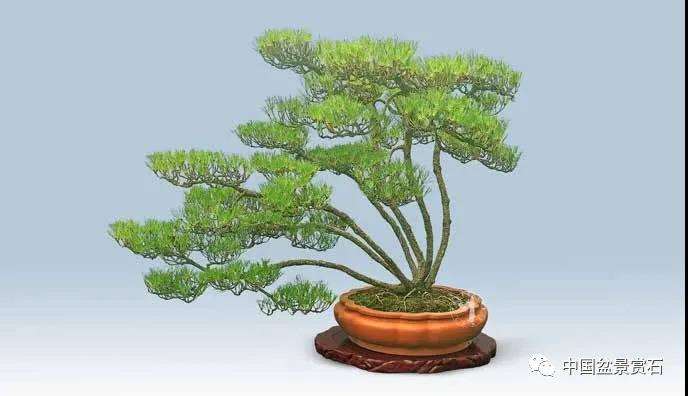 观盆景大师王如生的黑松《踏歌寻友》有感