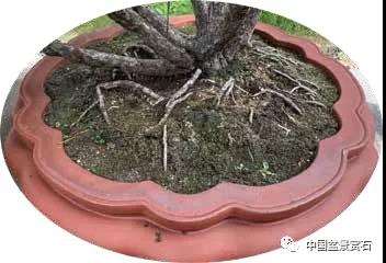 观盆景大师王如生的黑松《踏歌寻友》有感