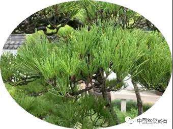 观盆景大师王如生的黑松《踏歌寻友》有感