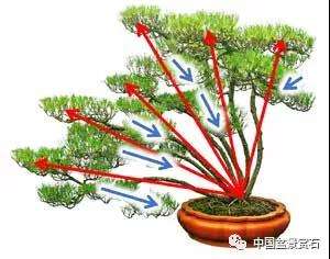 观盆景大师王如生的黑松《踏歌寻友》有感