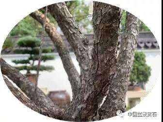 观盆景大师王如生的黑松《踏歌寻友》有感