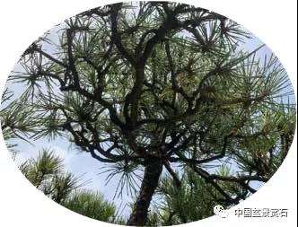 观盆景大师王如生的黑松《踏歌寻友》有感