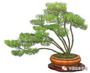 观盆景大师王如生的黑松《踏歌寻友》有感