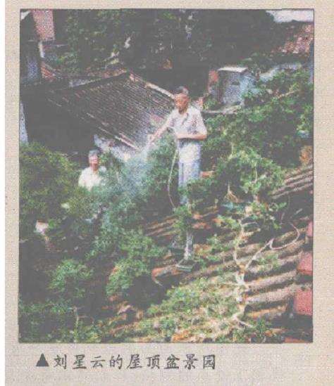 参观刘星云的屋顶盆景园 图片