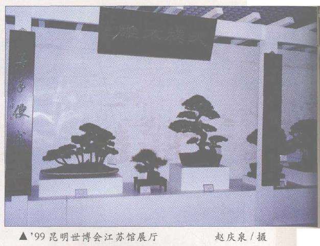 针对盆景展览谈谈4点个人想法 图片