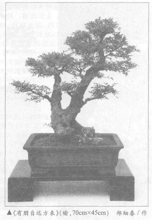 地栽盆景老桩怎么上盆的7个步骤