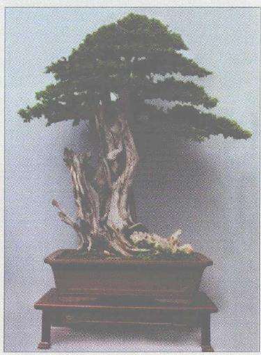 对4件盆景作品的4个求教方家 图片