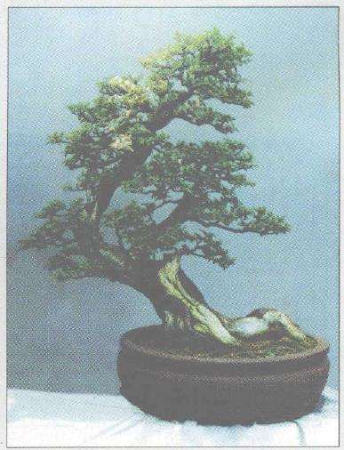 对4件盆景作品的4个求教方家 图片