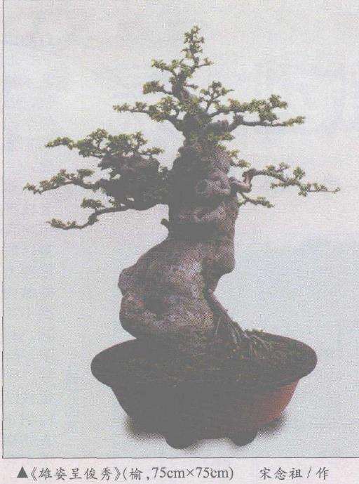 苏州高级盆景工程师 宋念祖 图片