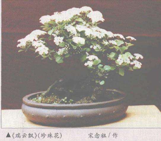 苏州高级盆景工程师 宋念祖 图片