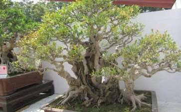 福州道路地陷 有人放盆景提示路人