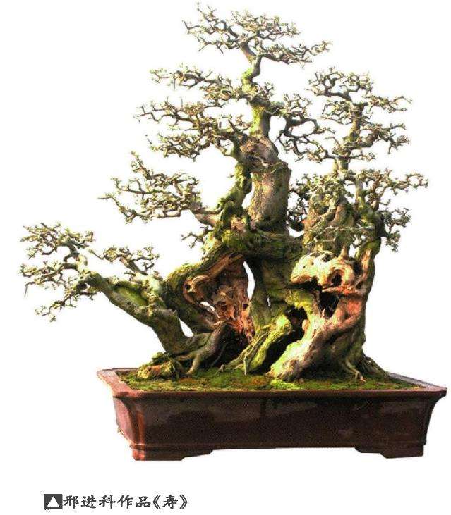 纪念盆景恩师贺淦荪离开我们3周年 图片