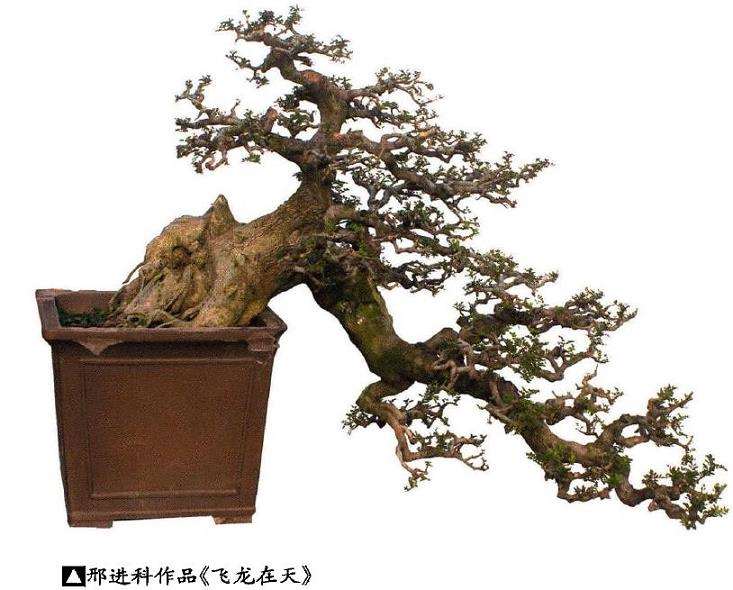 纪念盆景恩师贺淦荪离开我们3周年 图片