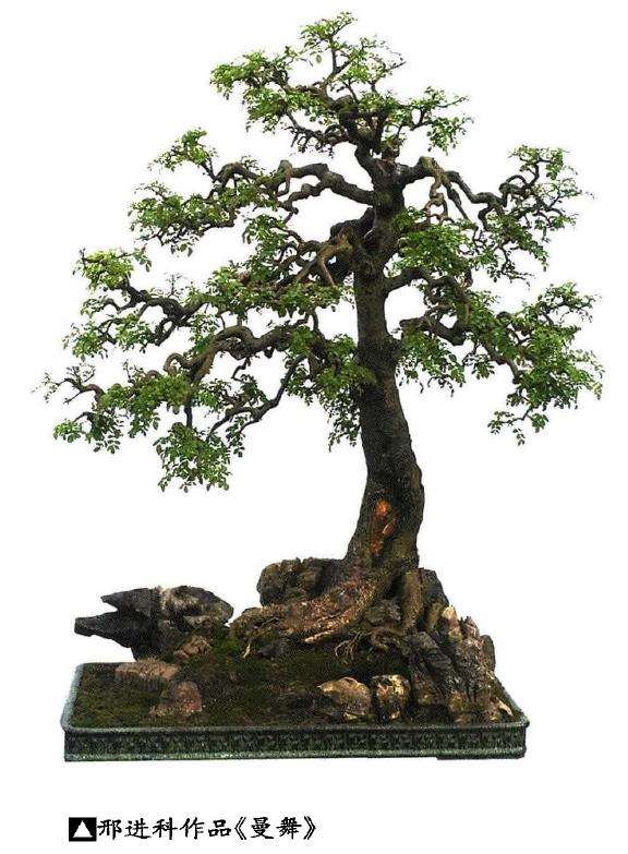 纪念盆景恩师贺淦荪离开我们3周年 图片