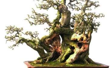 纪念盆景恩师贺淦荪离开我们3周年 图片