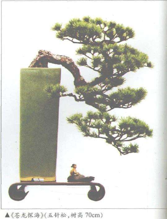 上海盆景协会名誉副会长 殷子敏