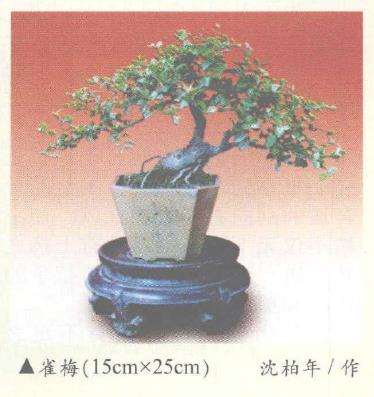 赏析沈柏年先生的一组雀梅盆景 图片