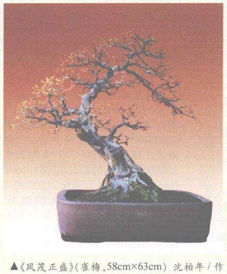 赏析沈柏年先生的一组雀梅盆景 图片