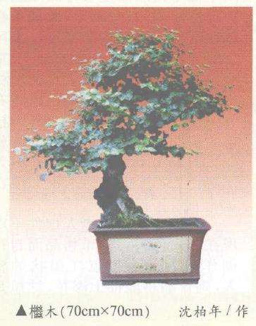 赏析沈柏年先生的一组雀梅盆景 图片