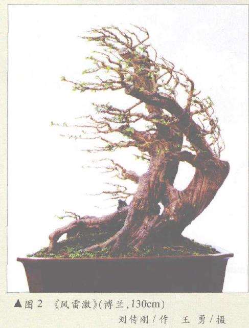 制作风动式盆景怎么选材的3个方法