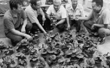 刚赶制100余盆灵芝盆景 就被山东客商定完了