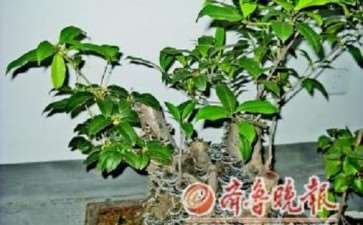 济南市民 家中桂花盆景上长出灵芝 图片