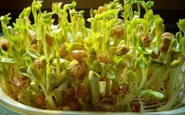 蔬菜盆景能看 又能吃 图片