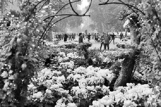 郑州人民公园金秋菊花展邀你免费来参观