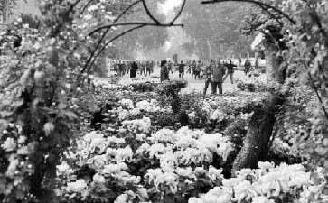 郑州人民公园金秋菊花展邀你免费来参观