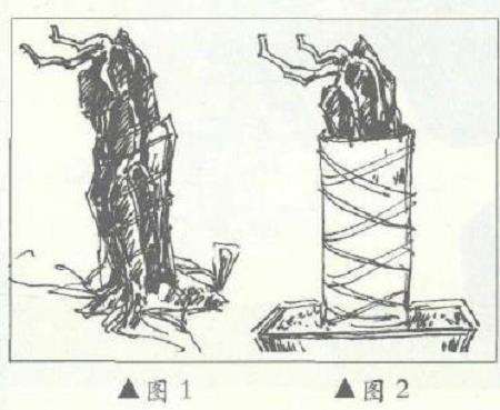 图解 从一粒种子培育成的福建茶盆景