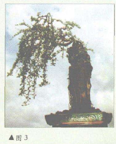 图解 从一粒种子培育成的福建茶盆景