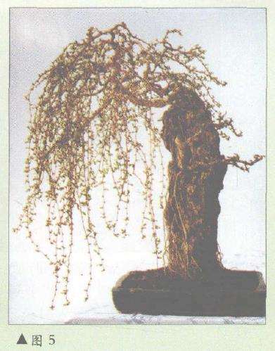 图解 从一粒种子培育成的福建茶盆景