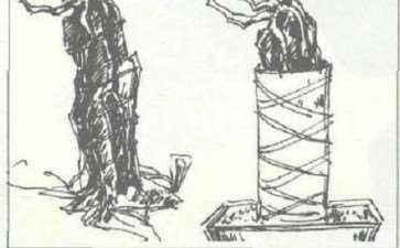 图解 从一粒种子培育成的福建茶盆景