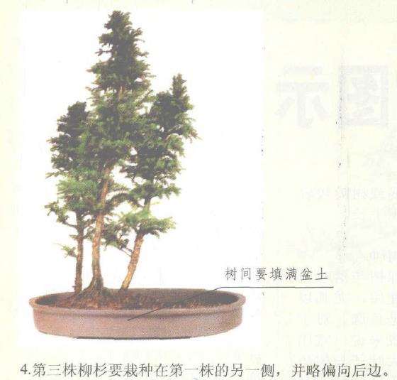 图解 丛林式盆景怎么制作的12个图示