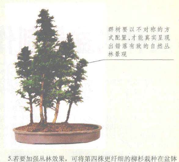 图解 丛林式盆景怎么制作的12个图示