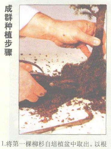 图解 丛林式盆景怎么制作的12个图示