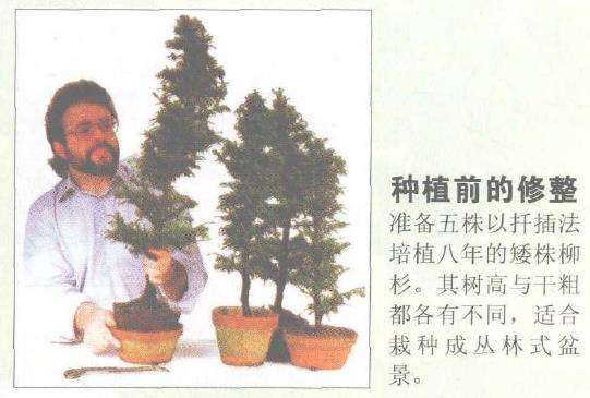 图解 丛林式盆景怎么制作的12个图示