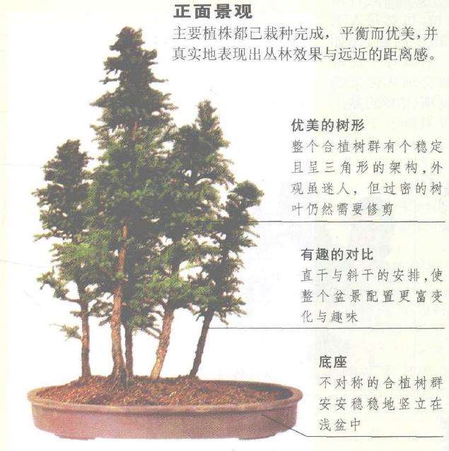 图解 丛林式盆景怎么制作的12个图示