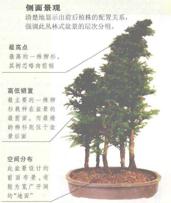 图解 丛林式盆景怎么制作的12个图示