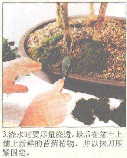 图解 丛林式盆景怎么制作的12个图示