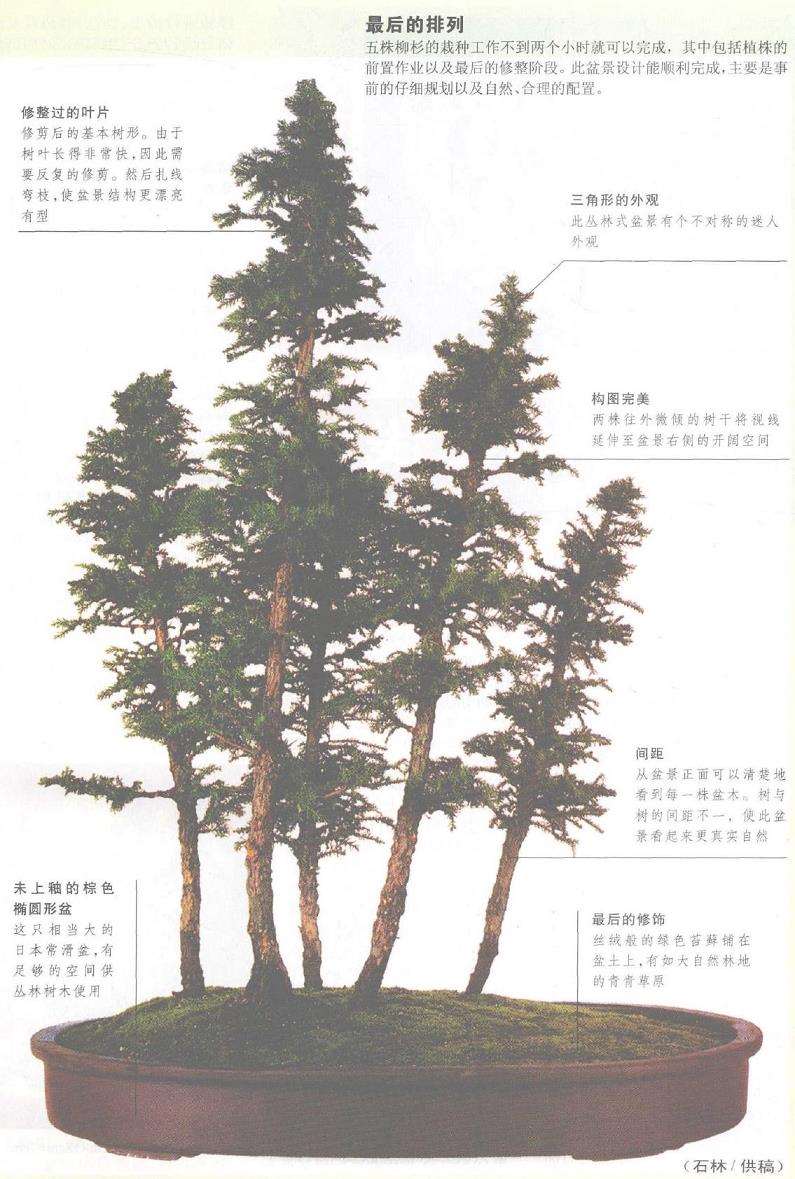 图解 丛林式盆景怎么制作的12个图示