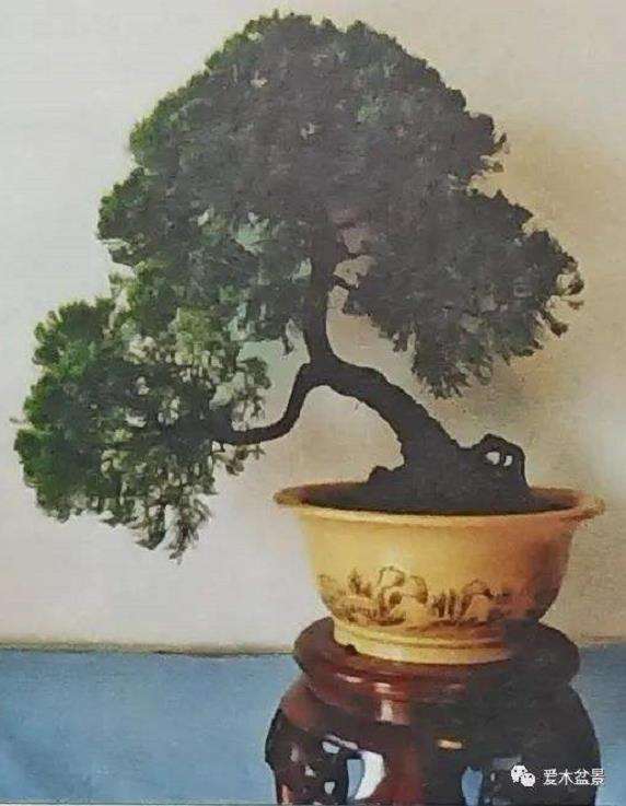 龙柏盆景怎么扦插的5个注意事项