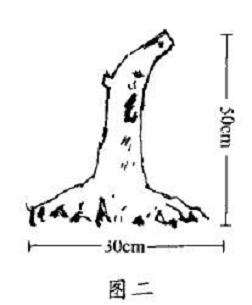 图解 水杨梅下山桩怎样设计造型的3个步骤
