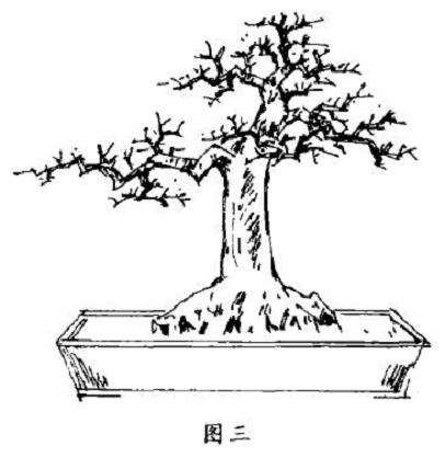 图解 水杨梅下山桩怎样设计造型的3个步骤