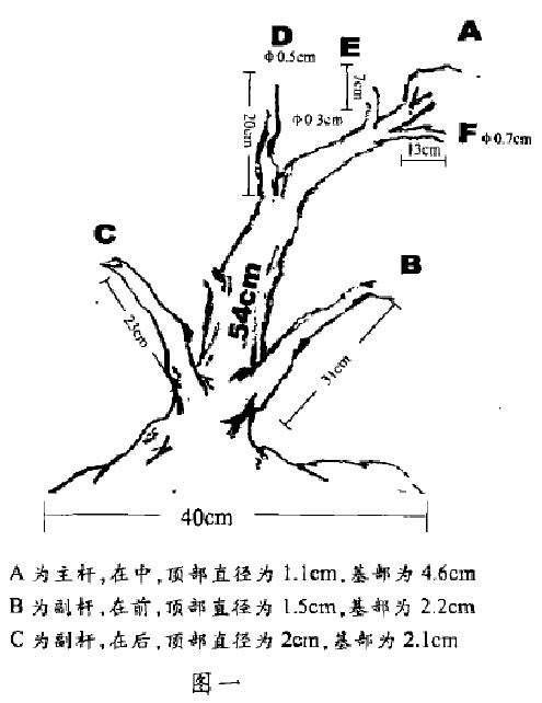 图解 水杨梅下山桩怎样设计造型的3个步骤
