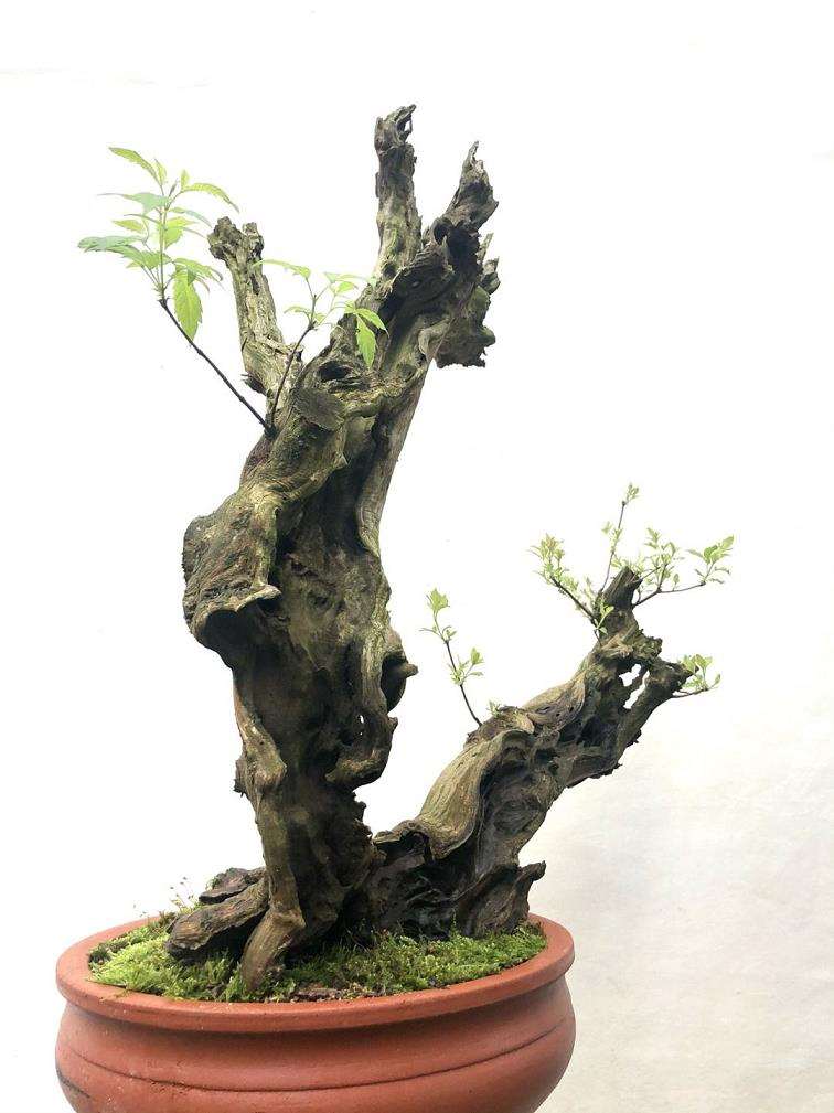 枯树盆景在取长补短 之后出落得惹人喜爱