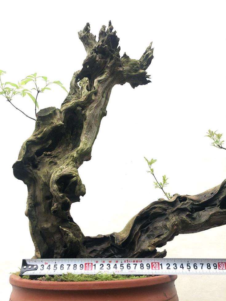 枯树盆景在取长补短 之后出落得惹人喜爱