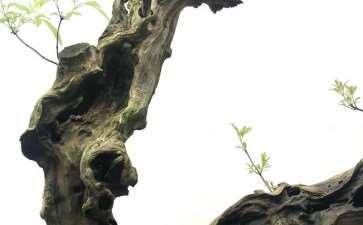 枯树盆景在取长补短 之后出落得惹人喜爱